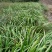 四川红心宽叶石菖蒲新鲜种植带泥现挖带根正宗现发