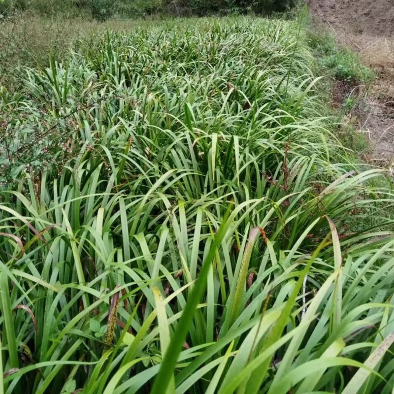 四川红心宽叶石菖蒲新鲜种植带泥现挖带根正宗现发