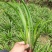 四川红心宽叶石菖蒲新鲜种植带泥现挖带根正宗现发