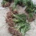 四川红心宽叶石菖蒲新鲜种植带泥现挖带根正宗现发