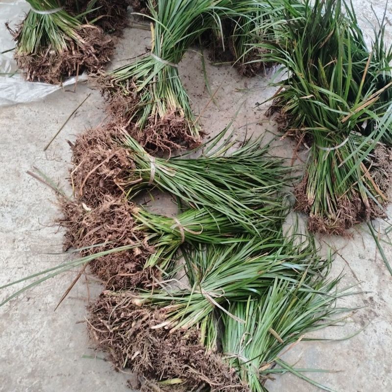 四川红心宽叶石菖蒲新鲜种植带泥现挖带根正宗现发