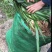 四川红心宽叶石菖蒲新鲜种植带泥现挖带根正宗现发