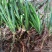 四川红心宽叶石菖蒲新鲜种植带泥现挖带根正宗现发