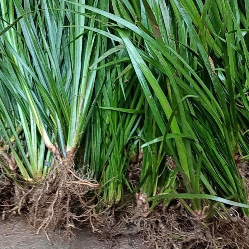 四川红心宽叶石菖蒲新鲜种植带泥现挖带根正宗现发