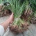 四川红心宽叶石菖蒲新鲜种植带泥现挖带根正宗现发