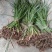 四川红心宽叶石菖蒲新鲜种植带泥现挖带根正宗现发