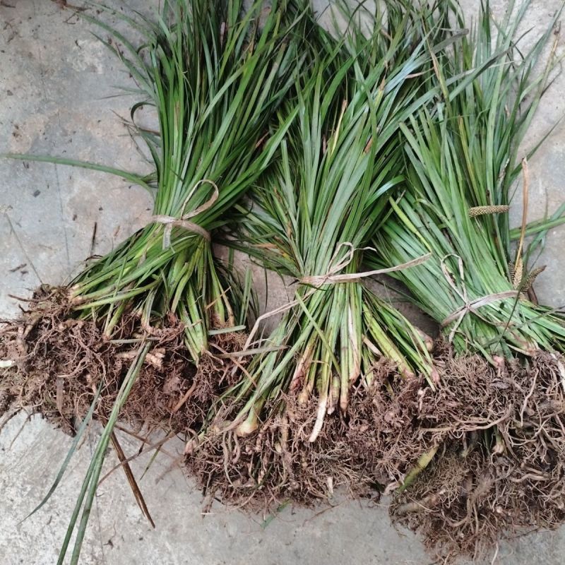 四川红心宽叶石菖蒲新鲜种植带泥现挖带根正宗现发