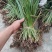 四川红心宽叶石菖蒲新鲜种植带泥现挖带根正宗现发