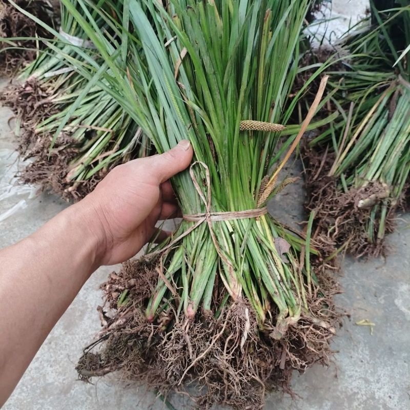 四川红心宽叶石菖蒲新鲜种植带泥现挖带根正宗现发