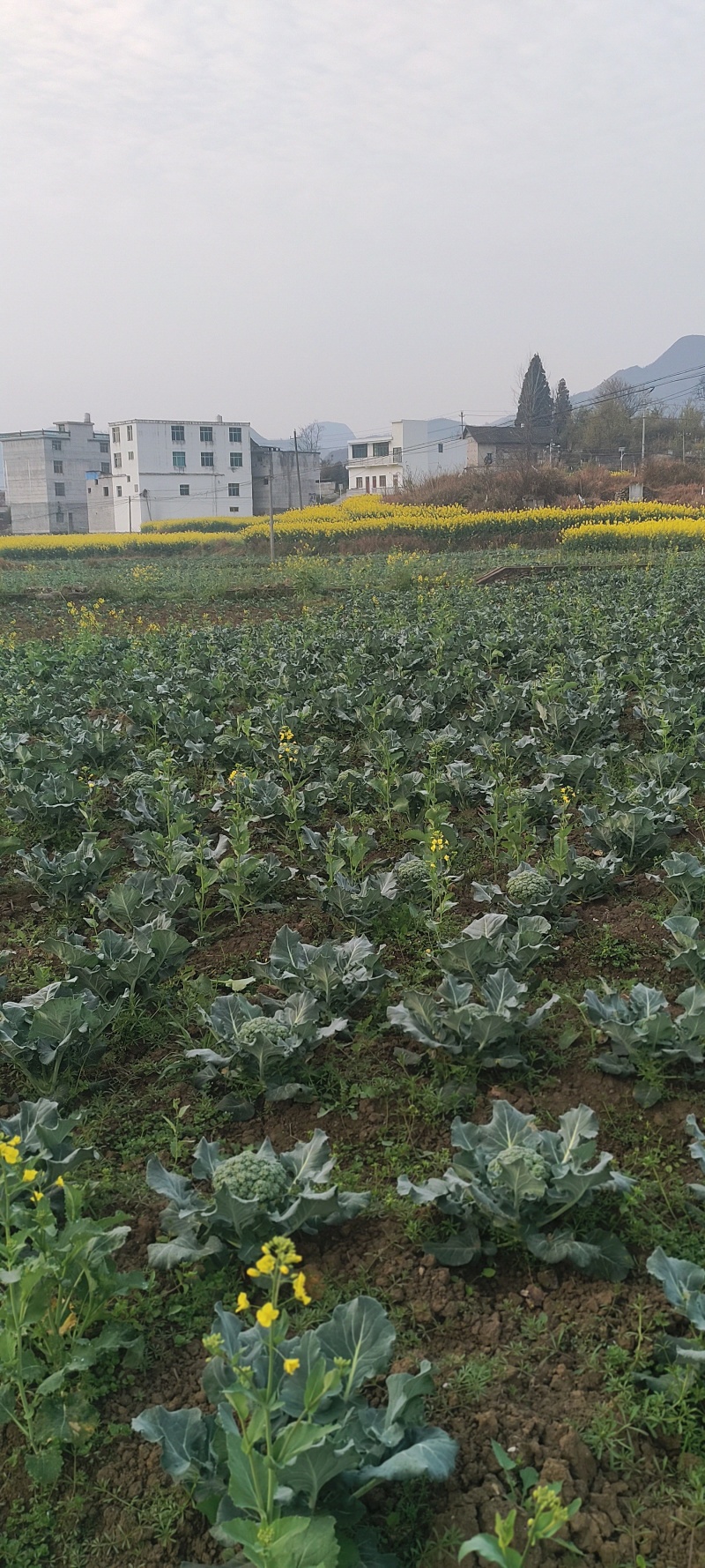 西兰花