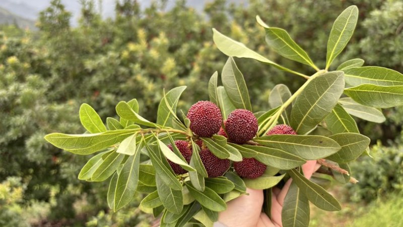 仙居荸荠杨梅一件代发顺丰冷链现摘现发