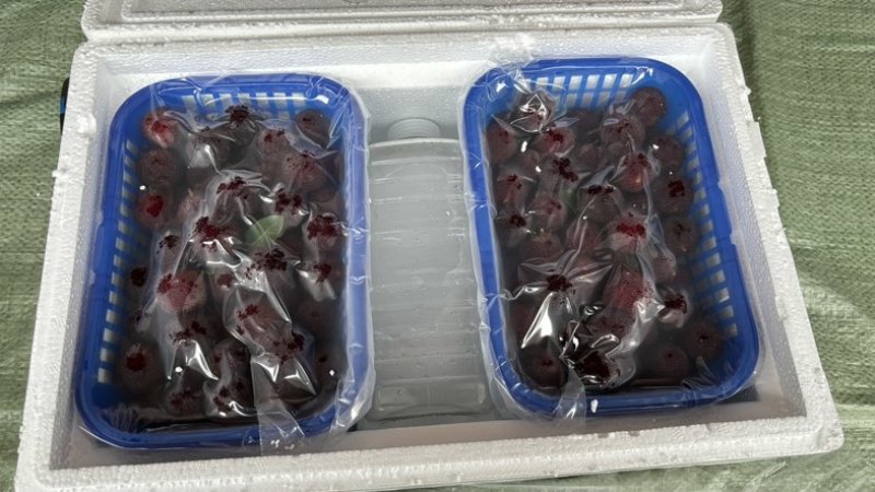 仙居荸荠杨梅一件代发顺丰冷链现摘现发