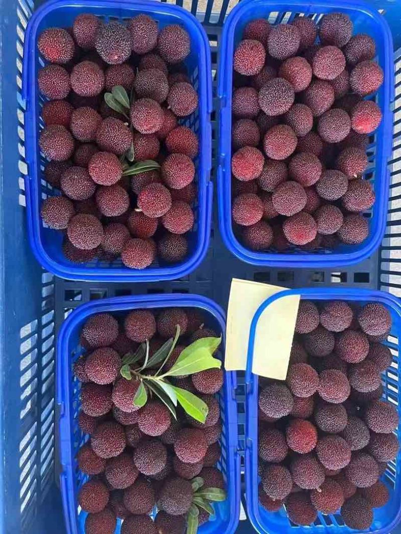 仙居荸荠杨梅一件代发顺丰冷链现摘现发