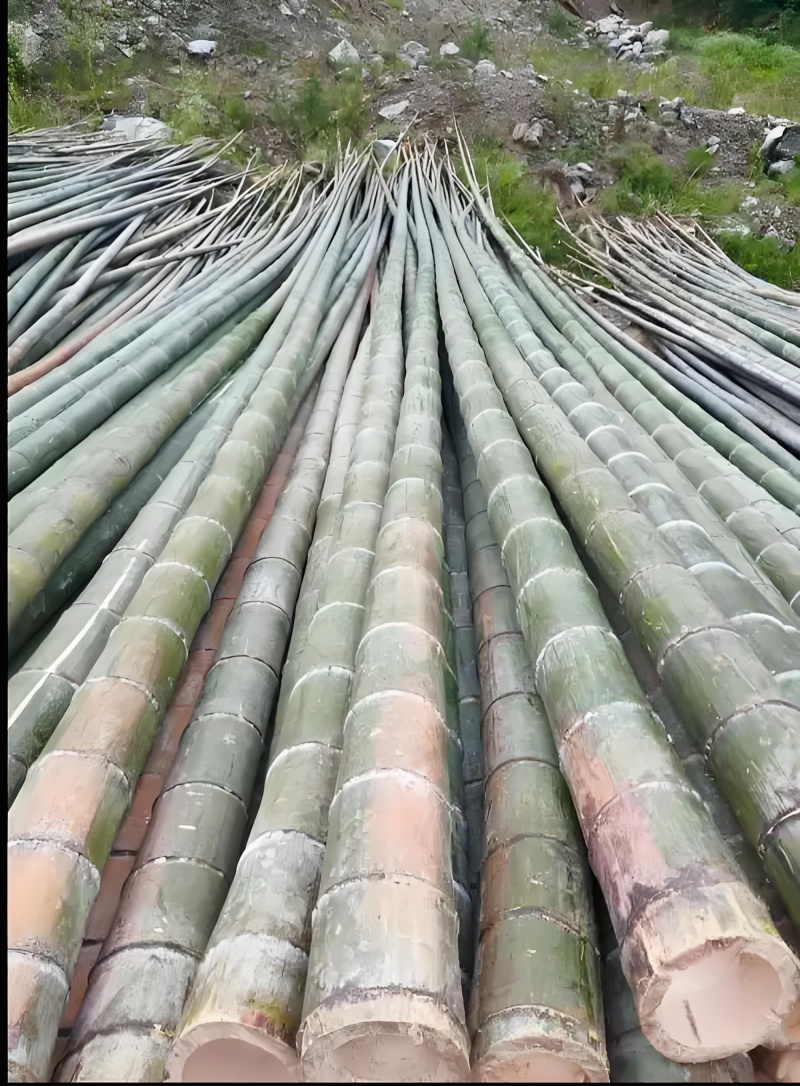 楠竹