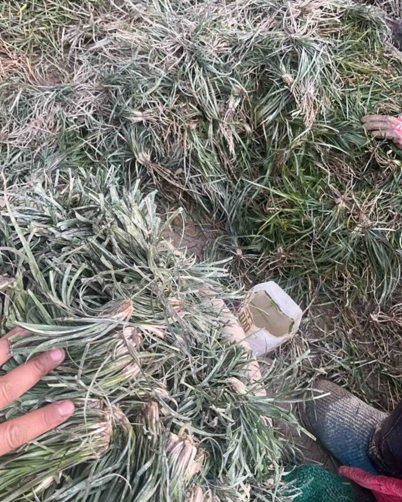 三台麦冬种苗出售