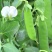 无农药无化肥露天生态种植荷兰豆预售