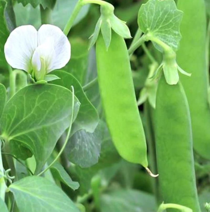 无农药无化肥露天生态种植荷兰豆预售