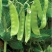 无农药无化肥露天生态种植荷兰豆预售