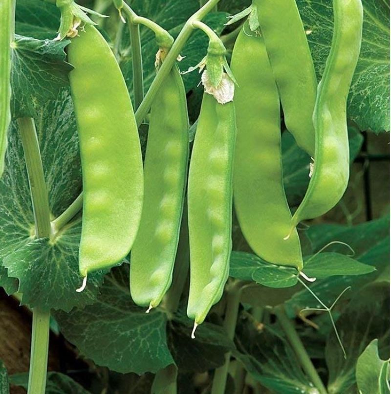 无农药无化肥露天生态种植荷兰豆预售