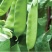 无农药无化肥露天生态种植荷兰豆预售