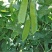 无农药无化肥露天生态种植荷兰豆预售