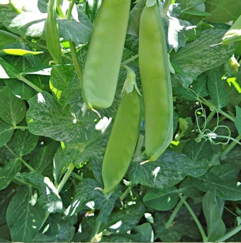 无农药无化肥露天生态种植荷兰豆预售