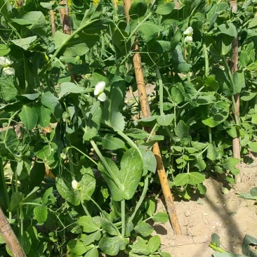 无农药无化肥露天生态种植荷兰豆预售