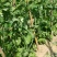 无农药无化肥露天生态种植荷兰豆预售