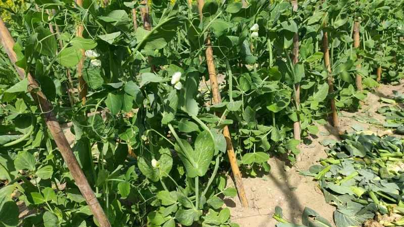 无农药无化肥露天生态种植荷兰豆预售