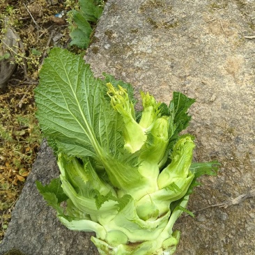 蔬菜