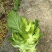 蔬菜