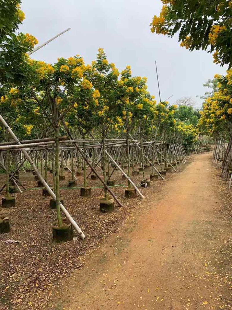 黄花槐2-10分，各种规格，大量低价出售