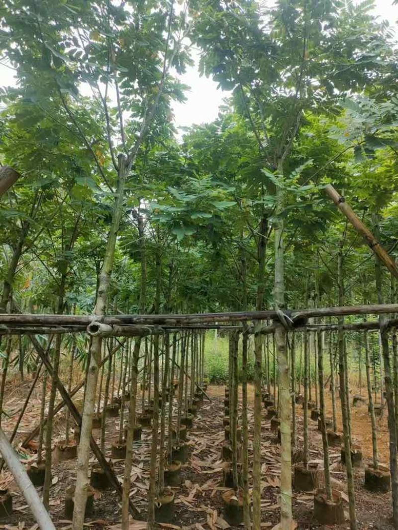 黄花槐2-10分，各种规格，大量低价出售
