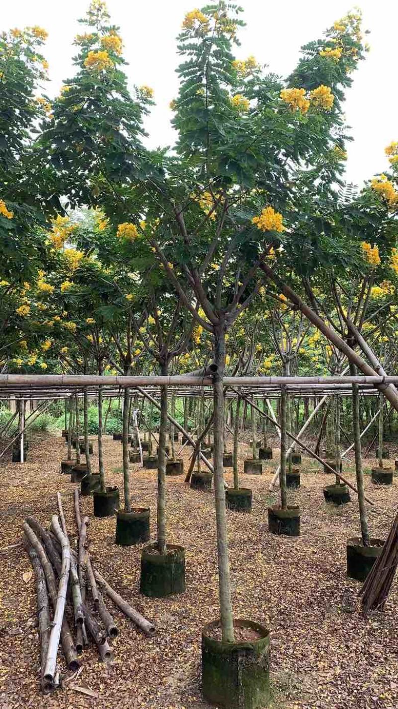 黄花槐2-10分，各种规格，大量低价出售