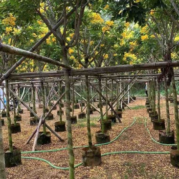 黄花槐2-10分，各种规格，大量低价出售