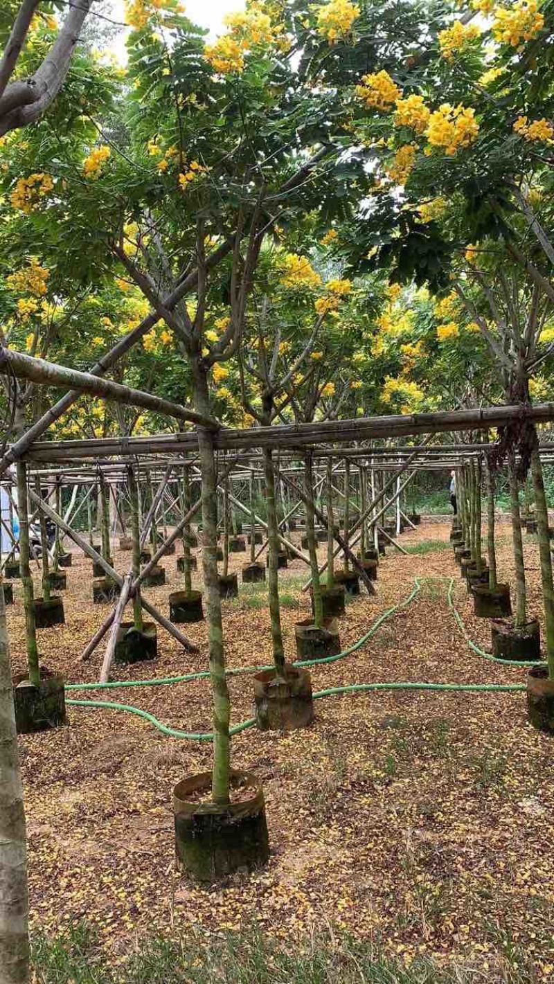 黄花槐2-10分，各种规格，大量低价出售