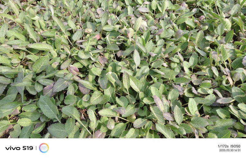 云南续断苗，基地直播地苗，苗子根系发达，移栽成活率高。