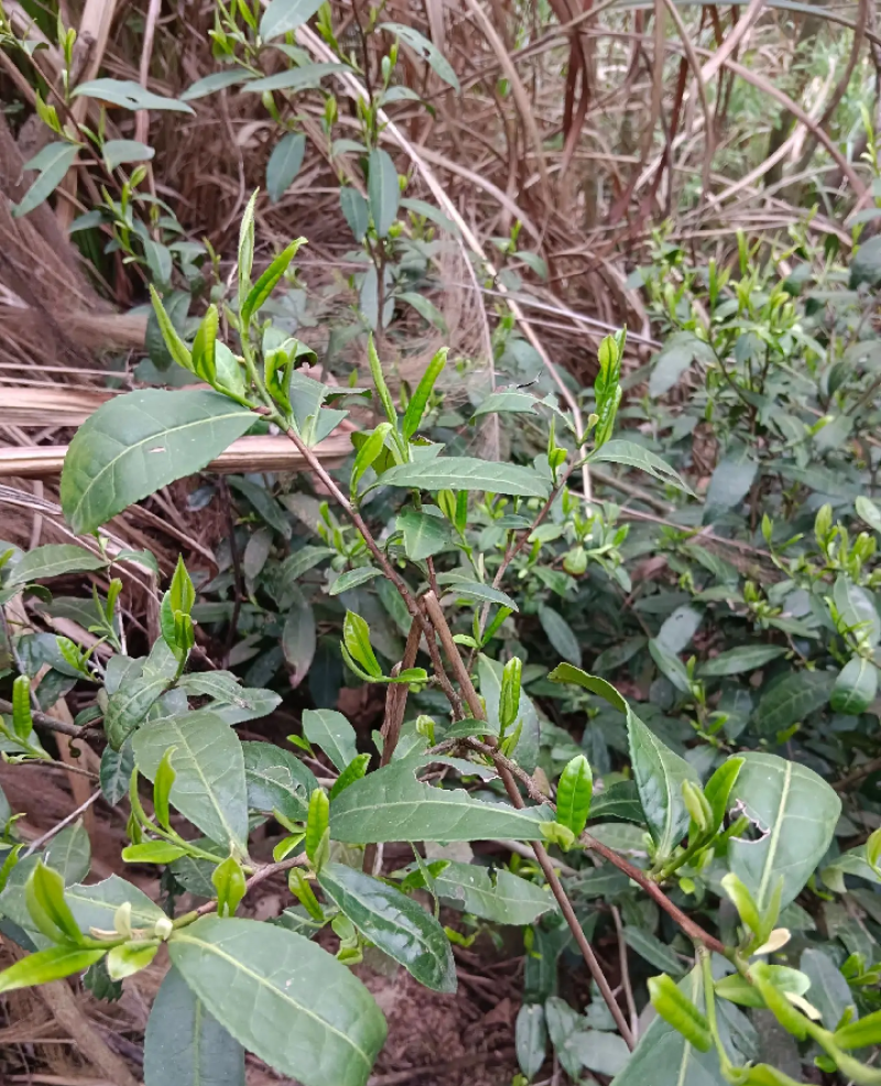 修水县布甲乡纯野生高山野茶