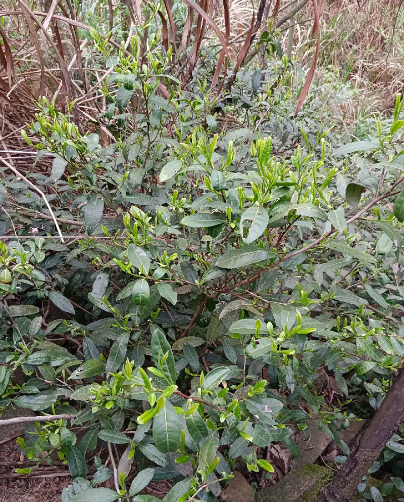修水县布甲乡纯野生高山野茶