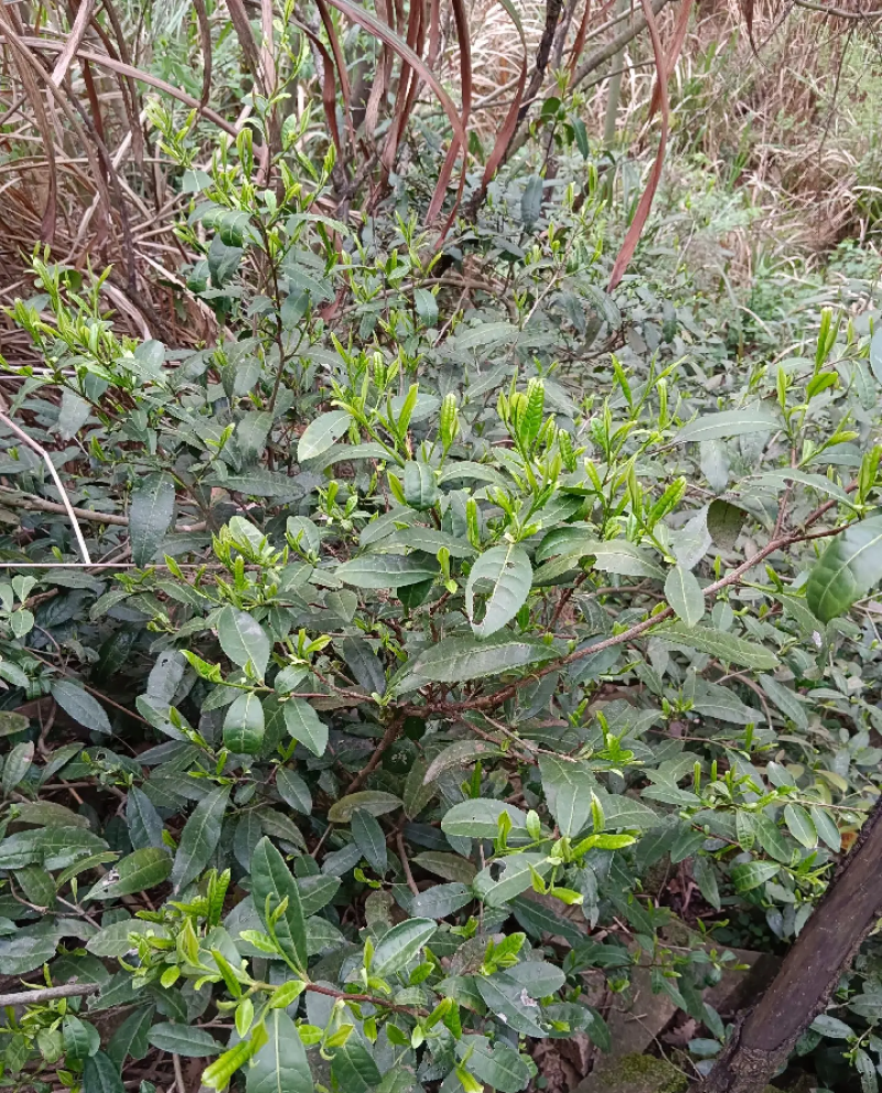 修水县布甲乡纯野生高山野茶