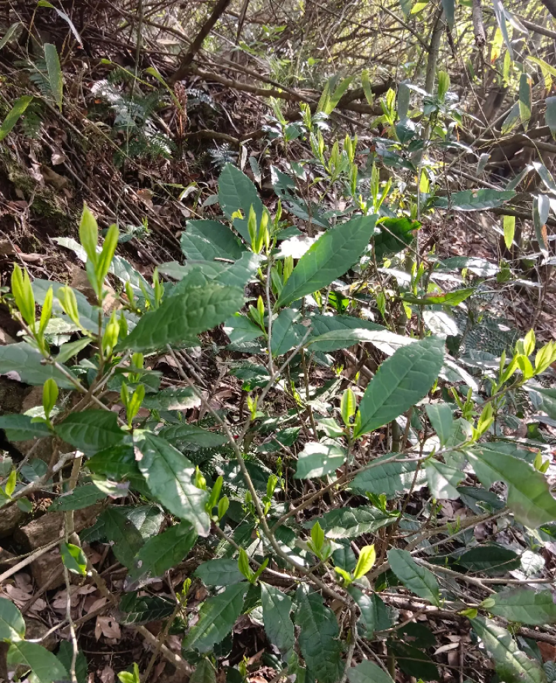 修水县布甲乡纯野生高山野茶