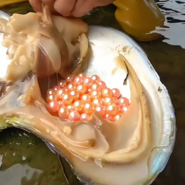 河蚌珍珠