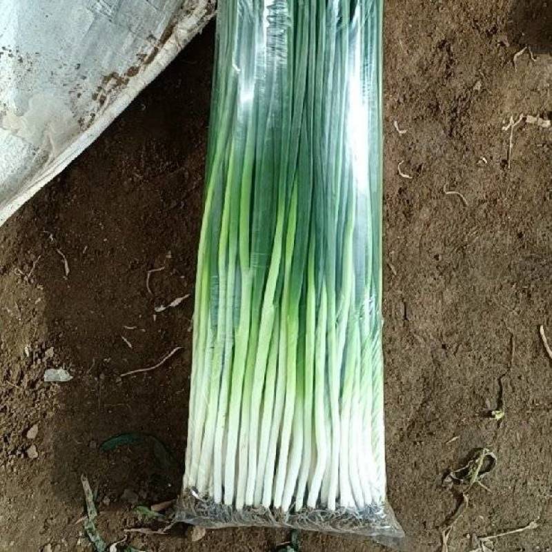 长白小葱没尖没点颜色深绿按需装货净葱出货当日分拣打包