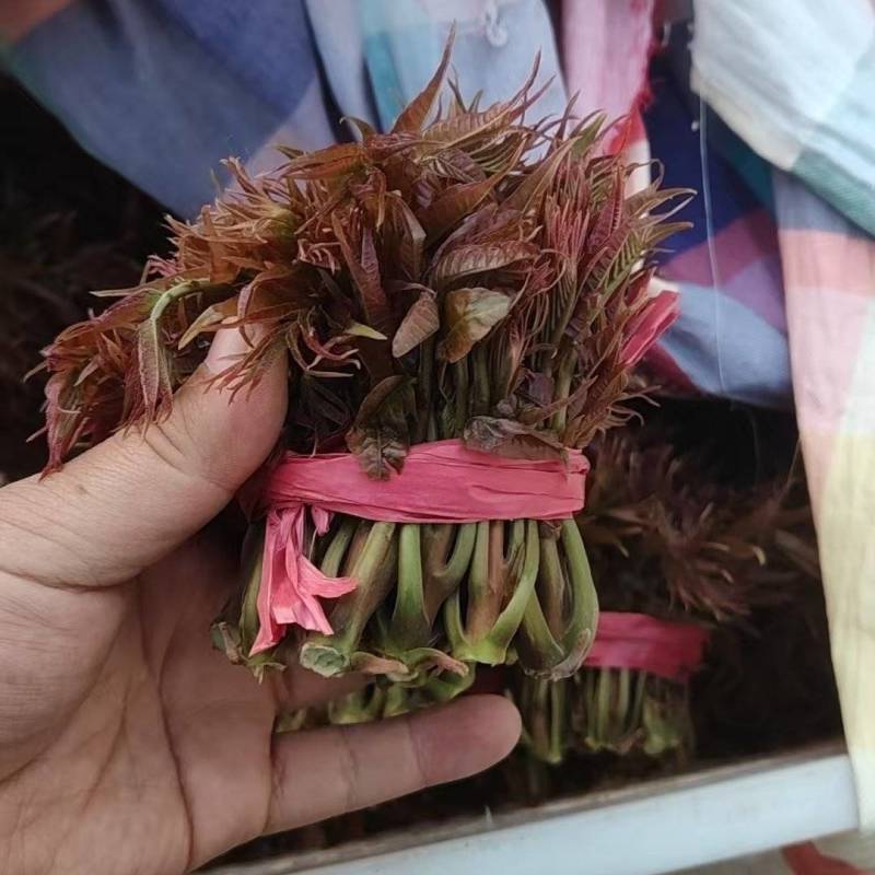 香椿芽