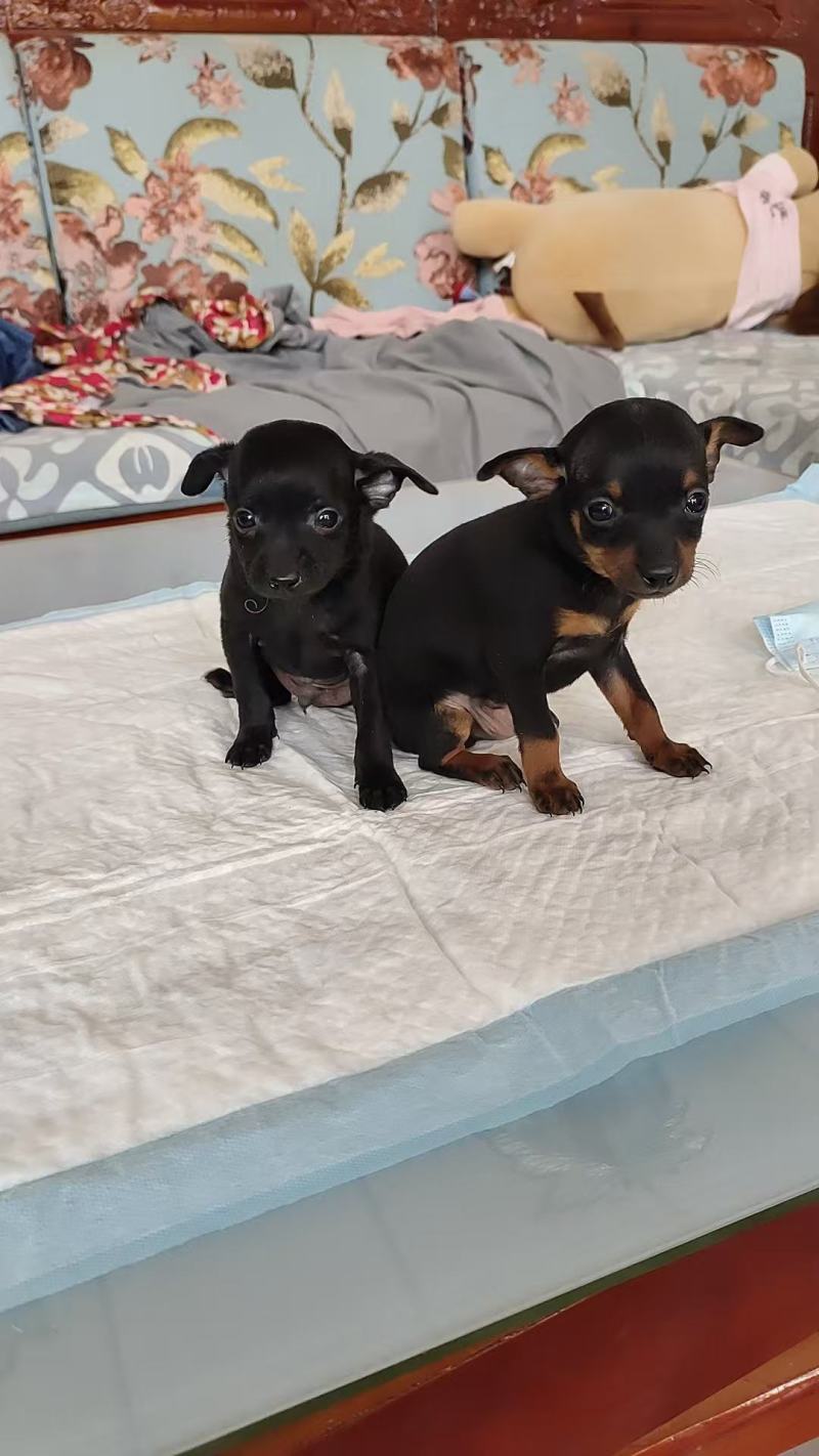 鹿犬，法斗，比熊
