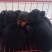 鹿犬，法斗，比熊