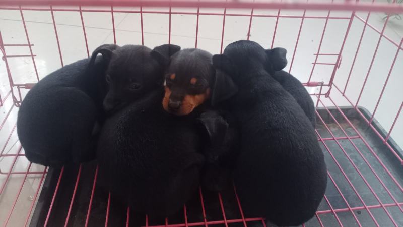鹿犬，法斗，比熊