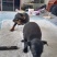 鹿犬，法斗，比熊