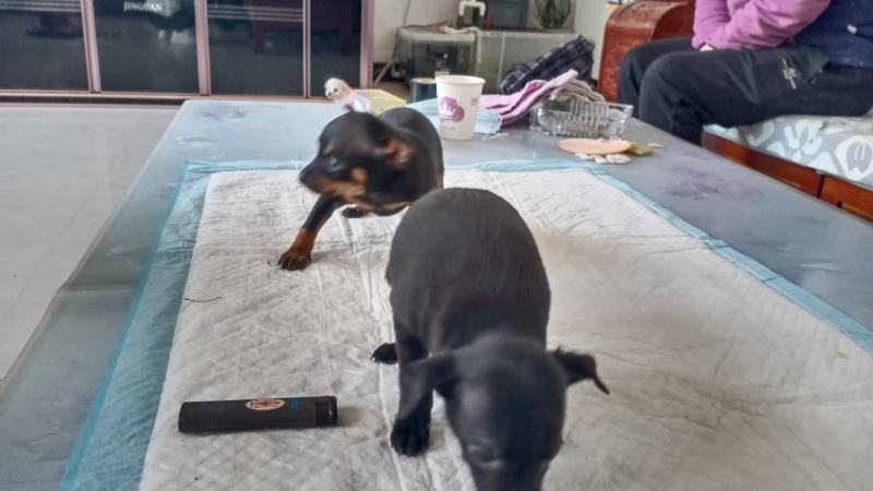 鹿犬，法斗，比熊