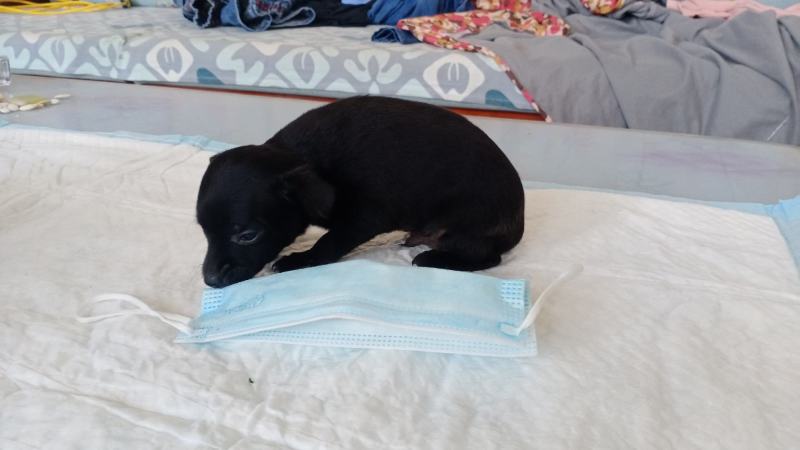 鹿犬，法斗，比熊